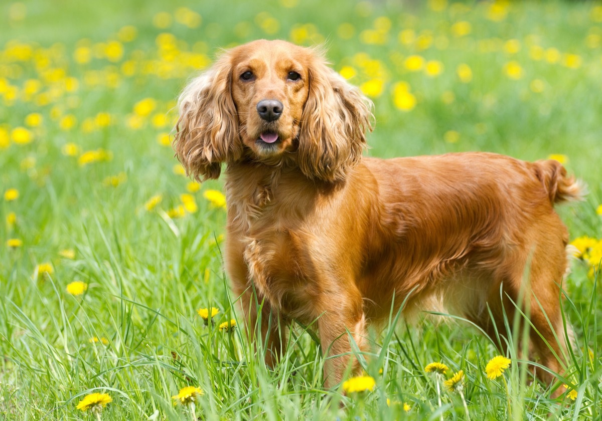 English Cocker Spaniel