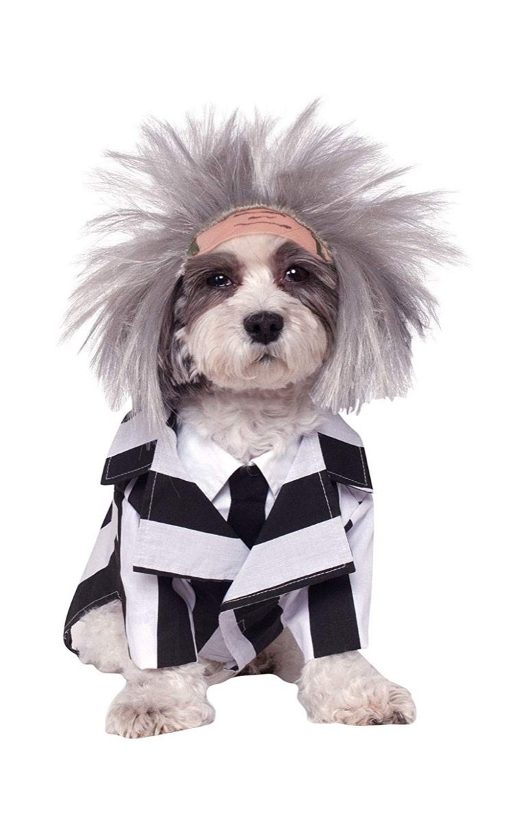 beetlejuice costume, dog halloween costumes