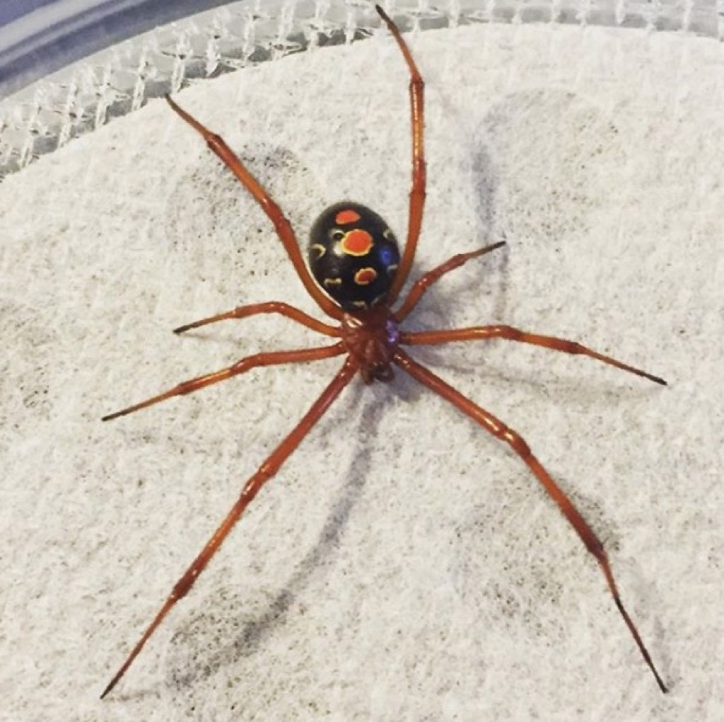 Red widow spider