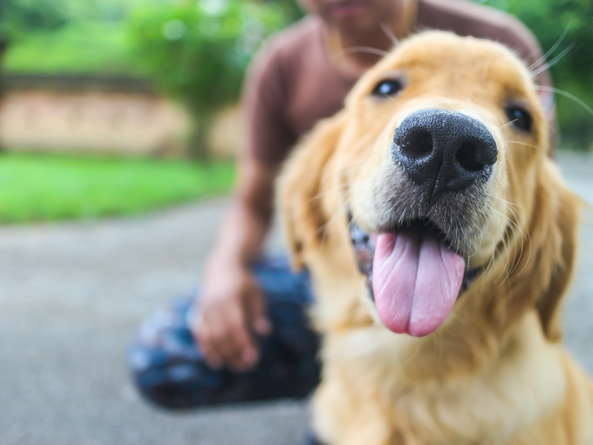 Service dog