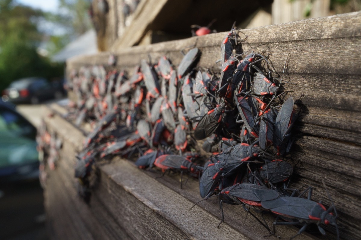 Boxelder bug large breeding infestation group on wood fence