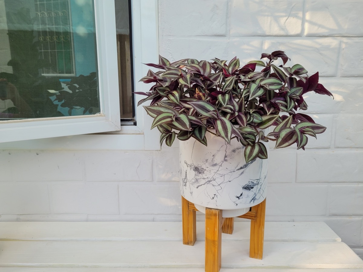 Tradescantia Zebrina Planting in Pot Purple Leaves