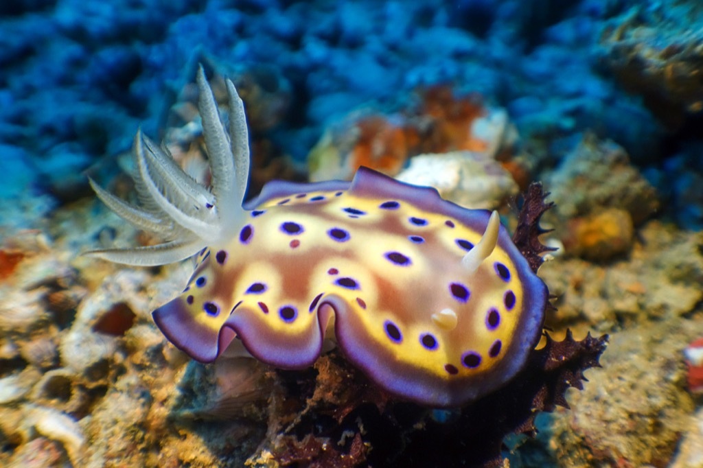 Sea slug, dangerous sea creatures