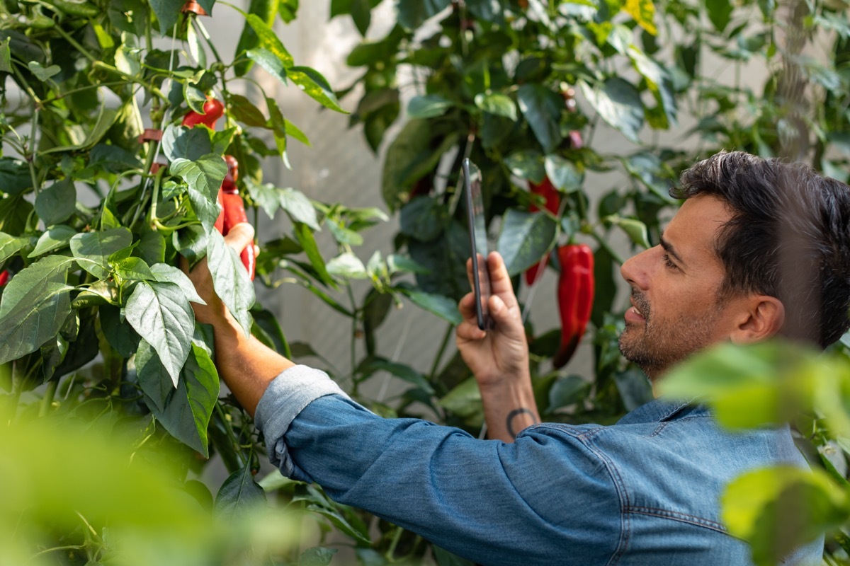 A small business owner checking up on his crops using a digital tablet. Heis standing in a vegetable garden/farmers market.