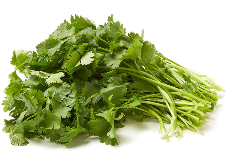 Cilantro