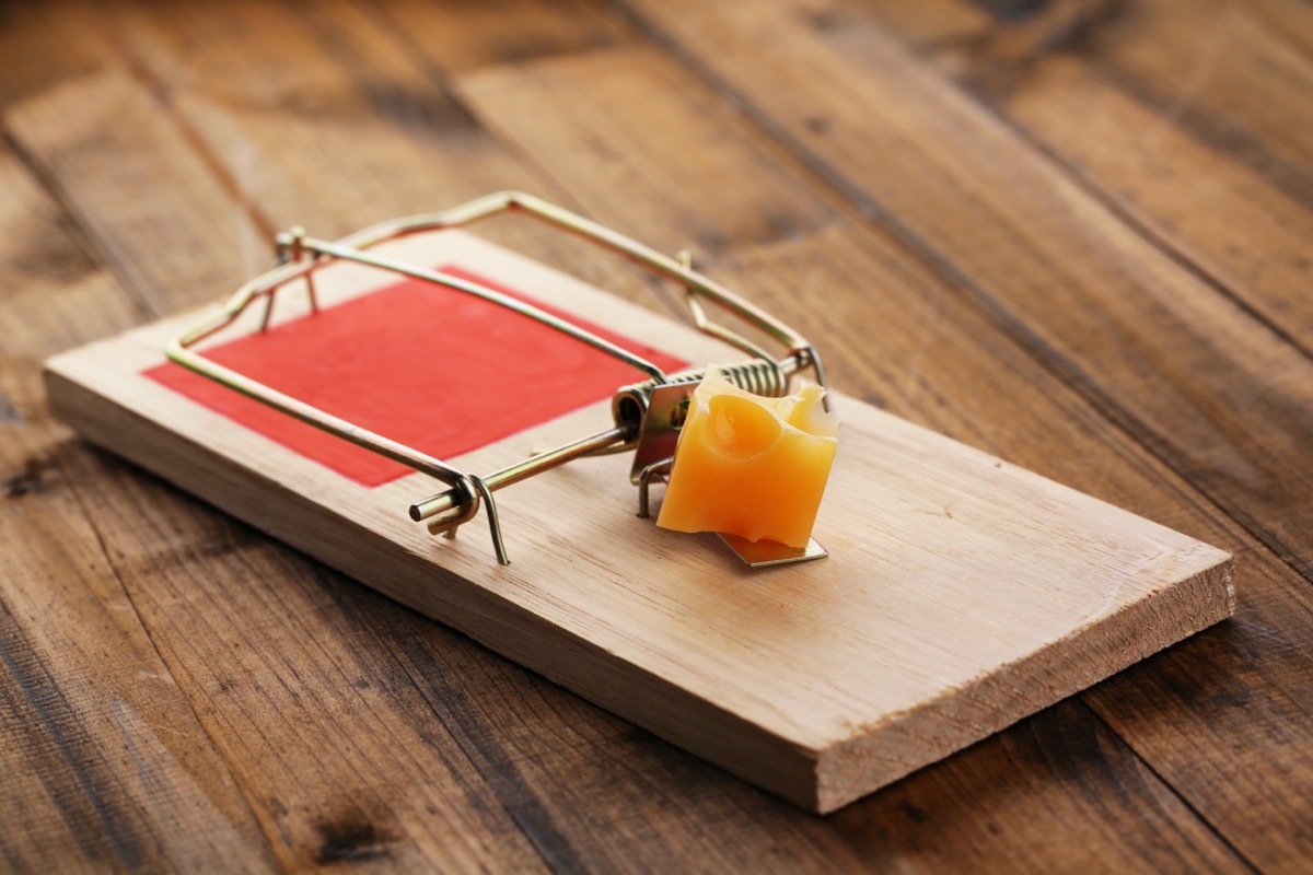 mouse trap with cheese