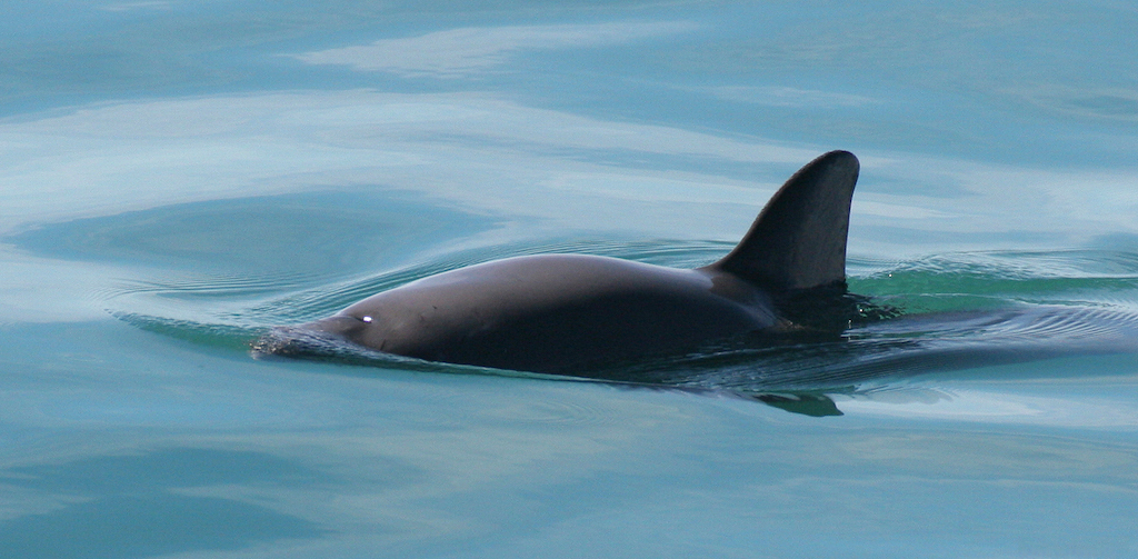 vaquita Smallest Animals