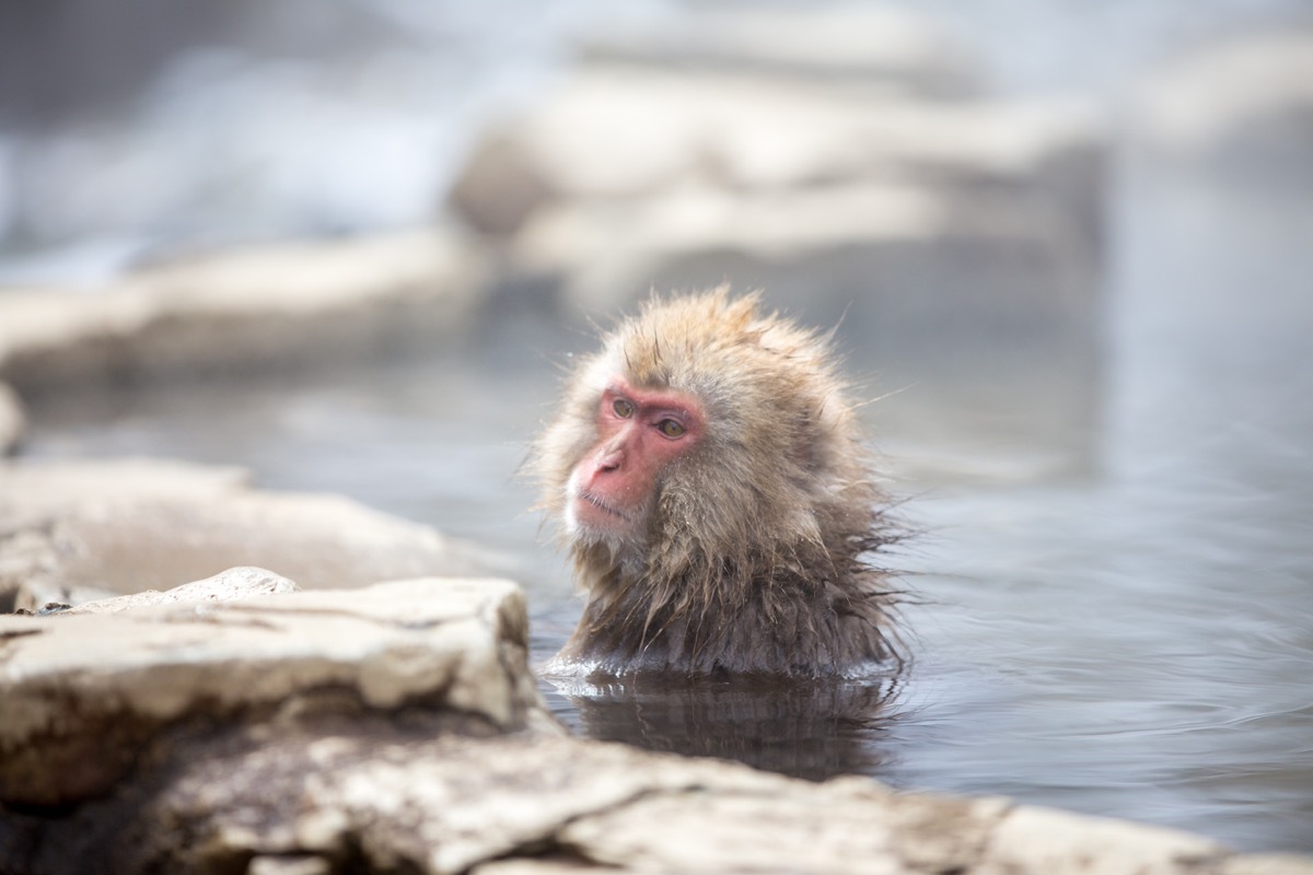 Japanese macaque bathing {How Do Animals Stay Warm}