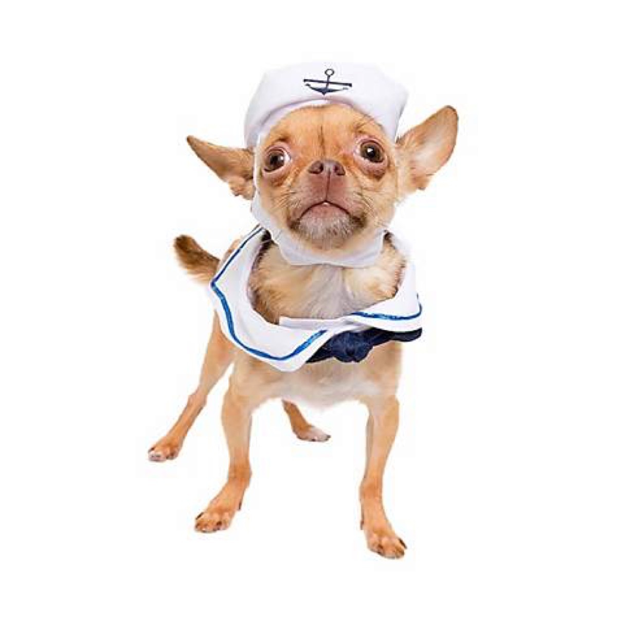 dog in sailor costume, dog halloween costumes