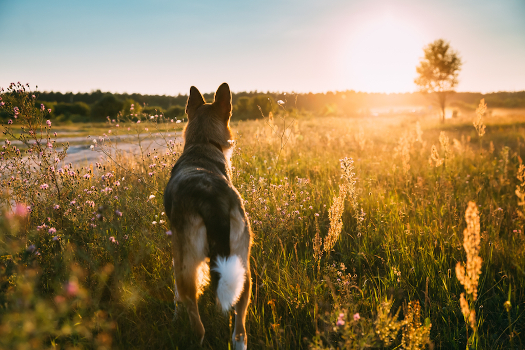 dog looking at sunset