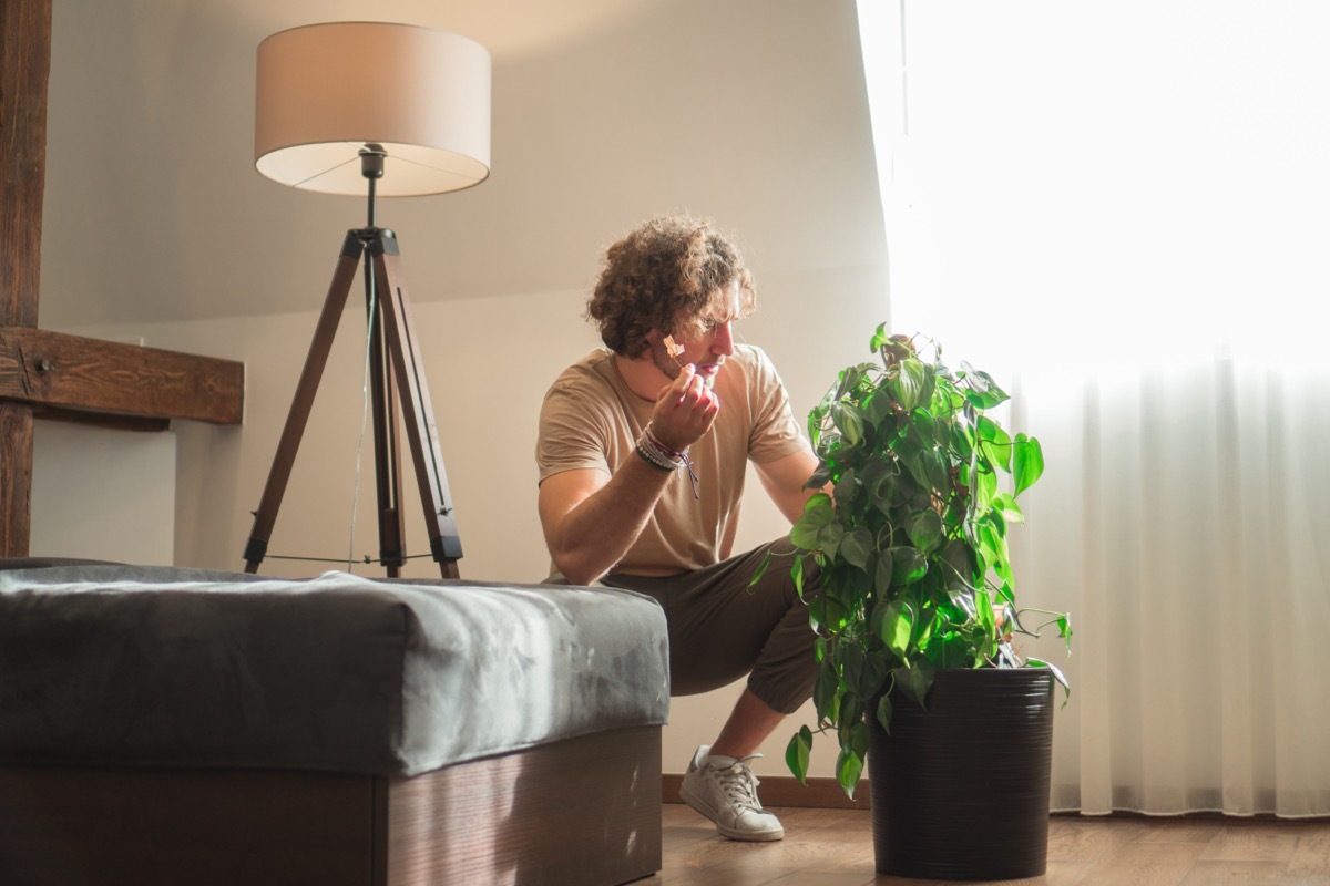 Young man looking at houseplant not in light