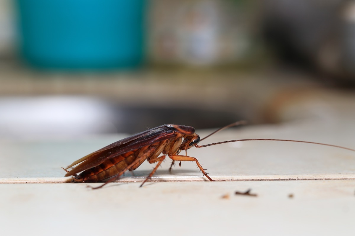 cockroach Blattodea crawling around the kitchen