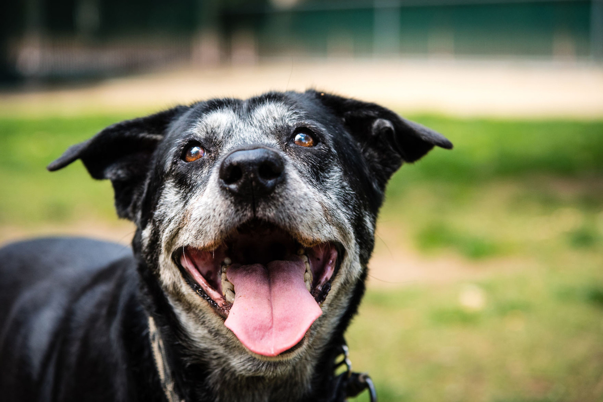 Senior dog smiling at public park