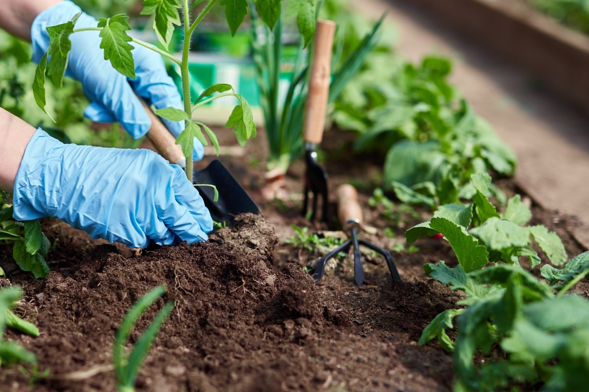 hands, blue gloves, planting in dirt, garden