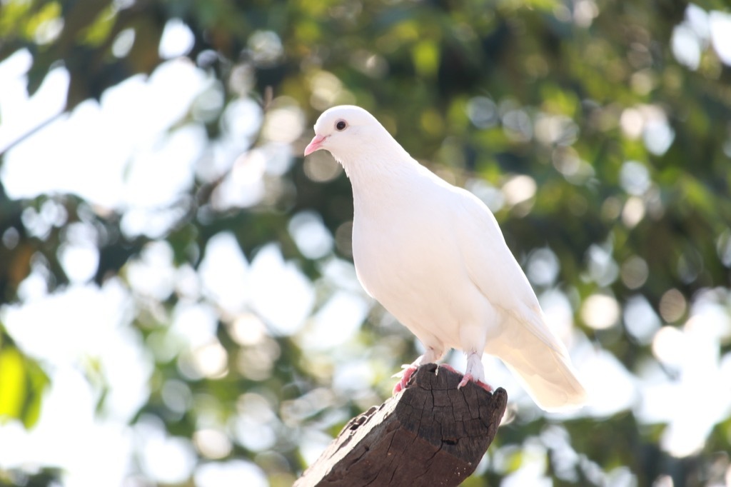 White bird weird town names