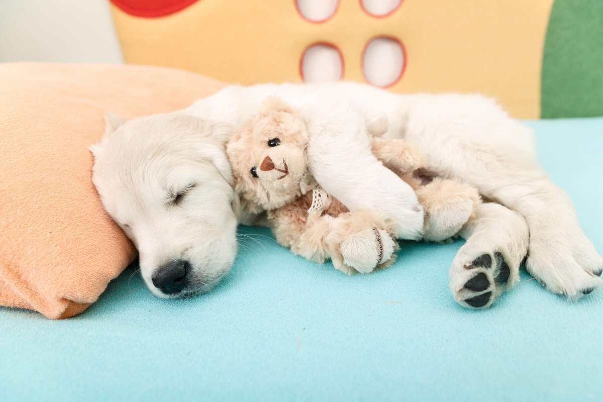 golden retriever puppy sleeping with stuffed animals photos of snoozing dogs