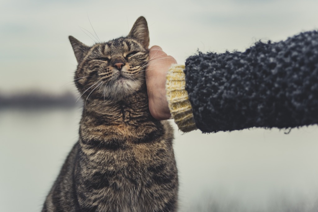 cat cuddling with owners hand