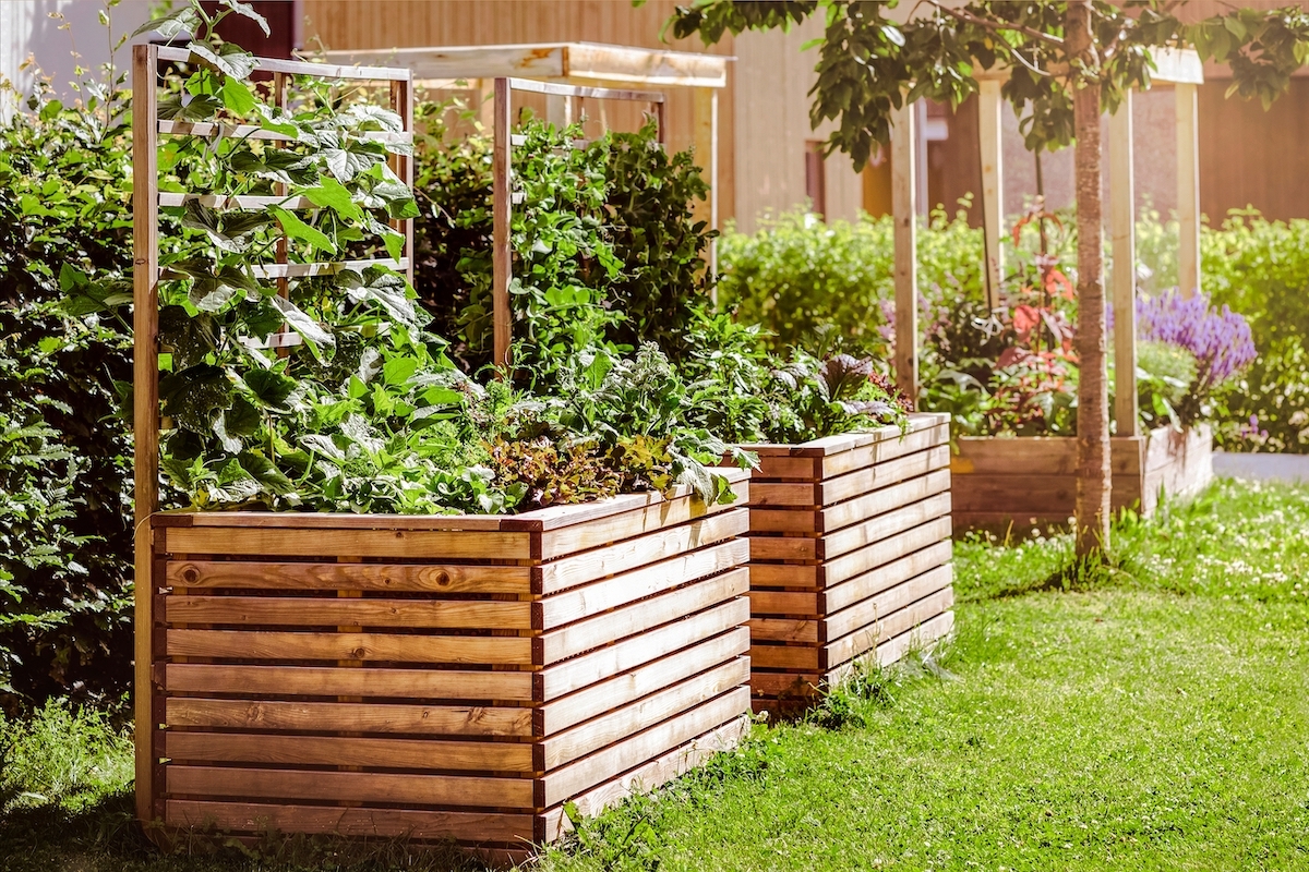 raised garden beds