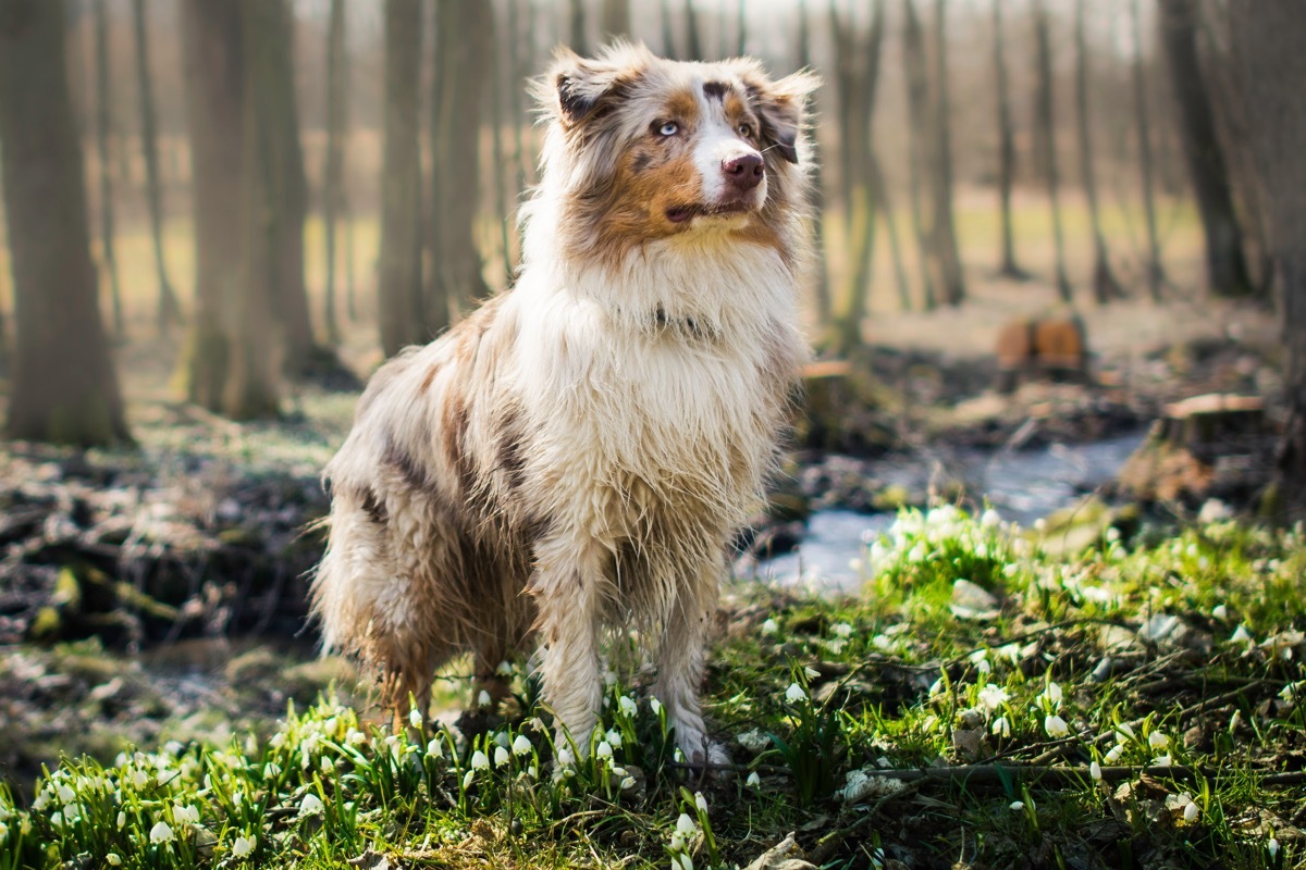 australian shephed dog standing in the forest, top dog breeds