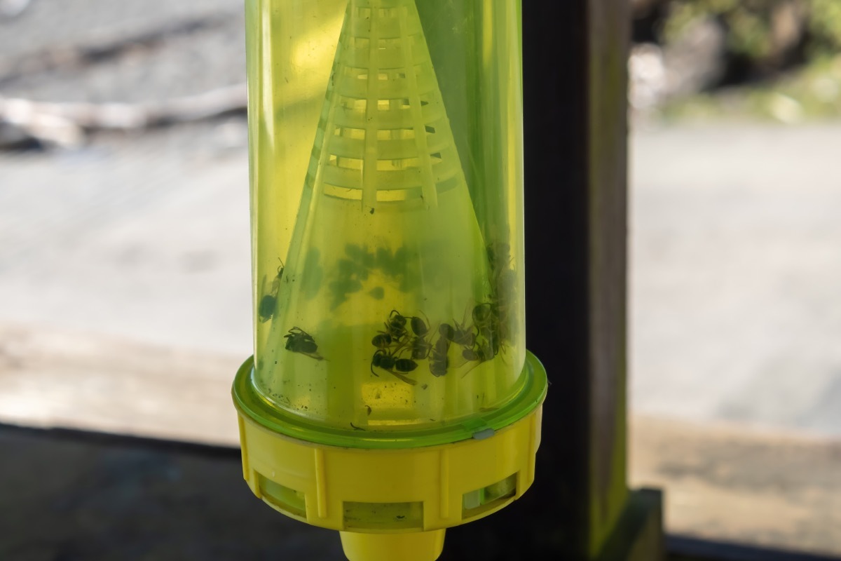 Hanging Wasp Trap