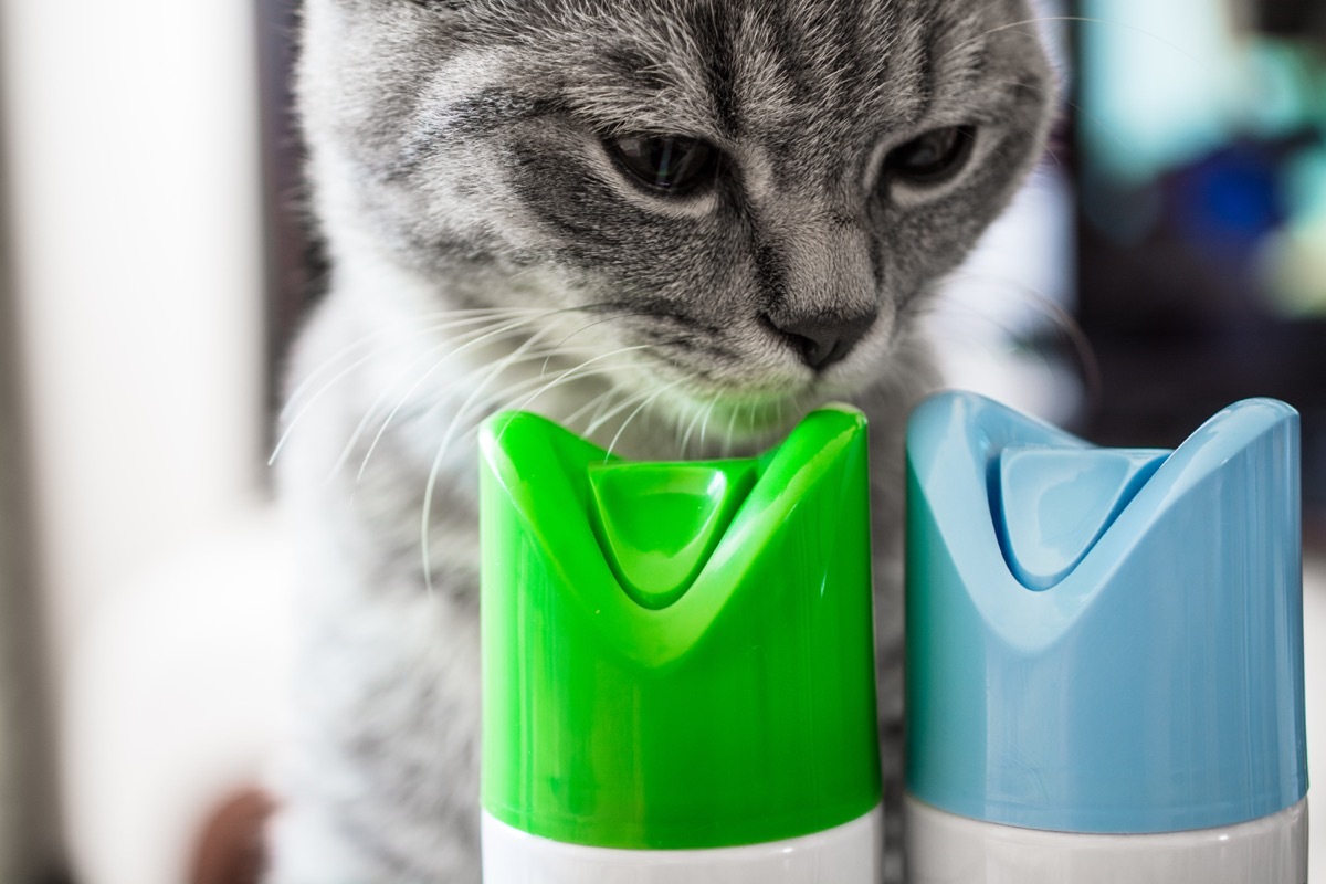 silver tabby sniffing air freshener