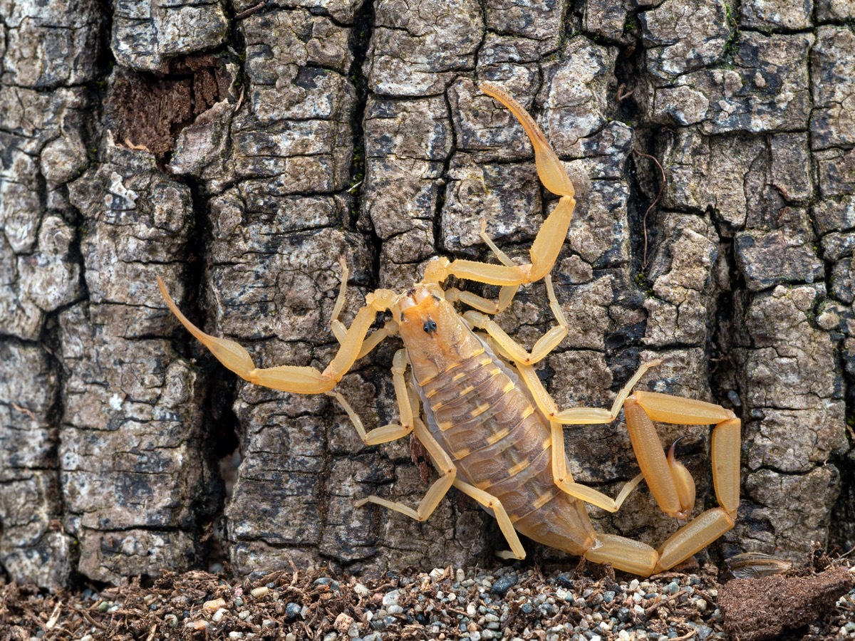 bark scorpion on tree