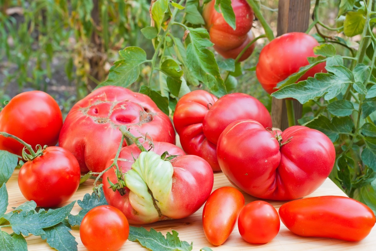 Malformed tomatoes