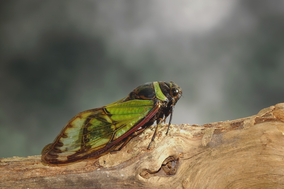 cicada