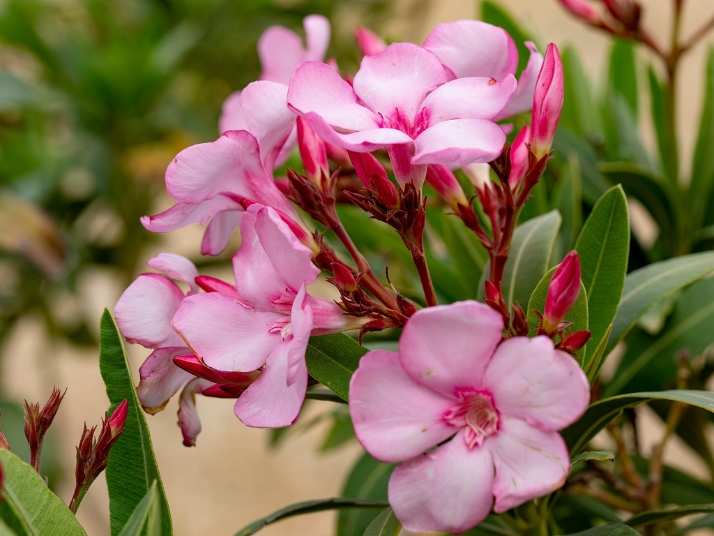 Oleander terrifying plants