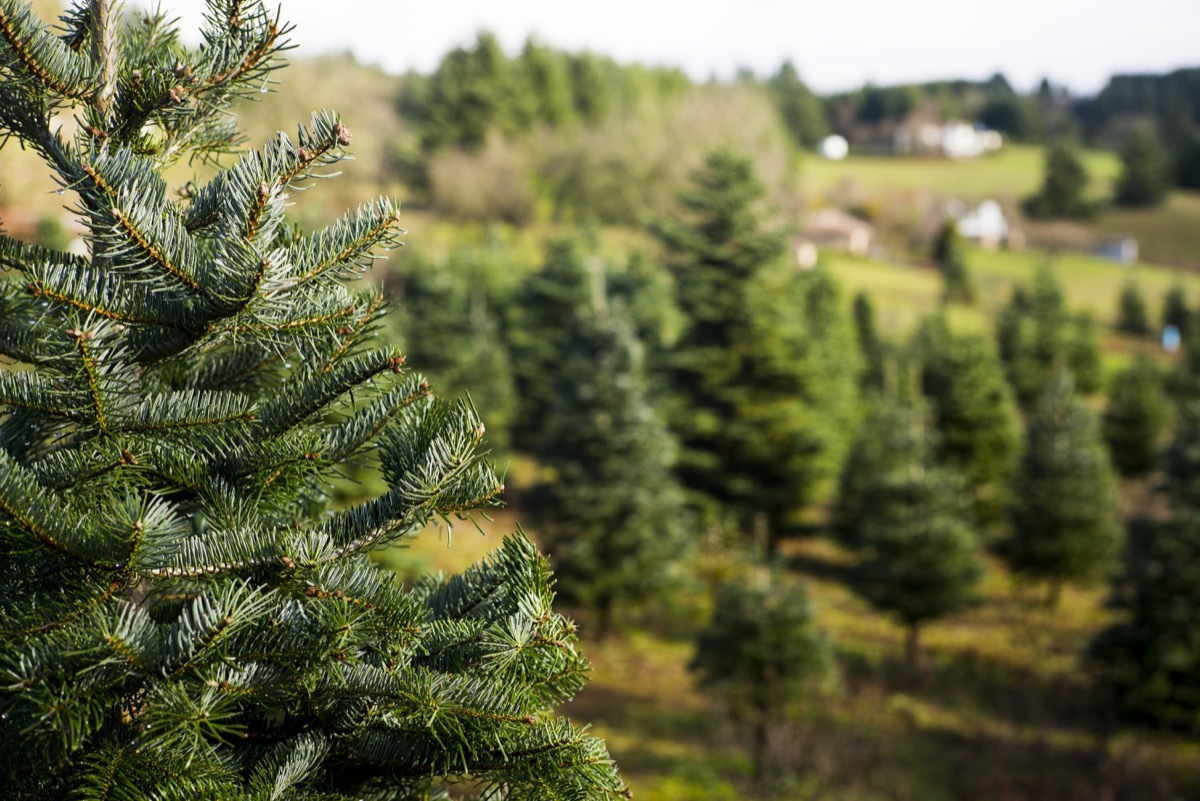 christmas tree farm with trees everywhere