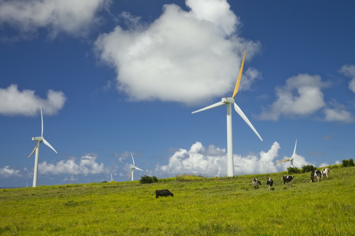 Cows grazing next to windmill farm on a bright sunny day. Hawi wind power plant