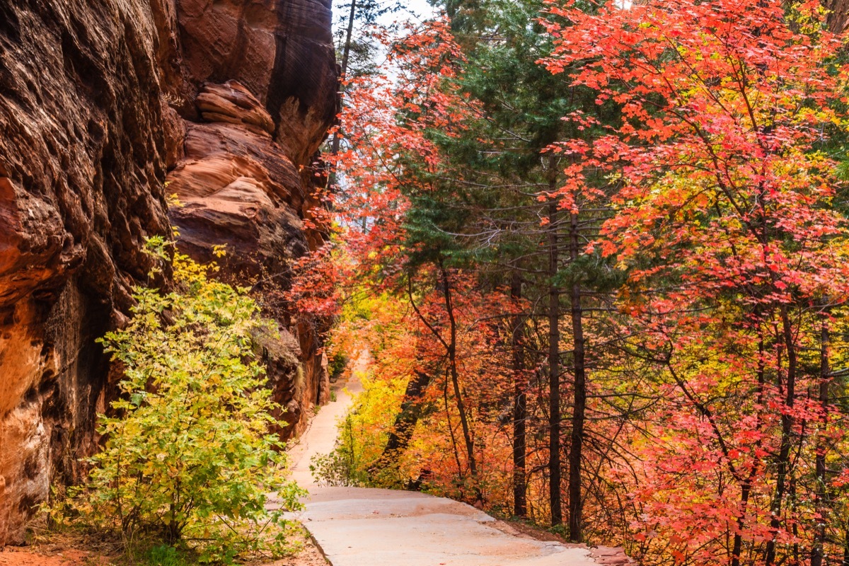 autumn zion national park