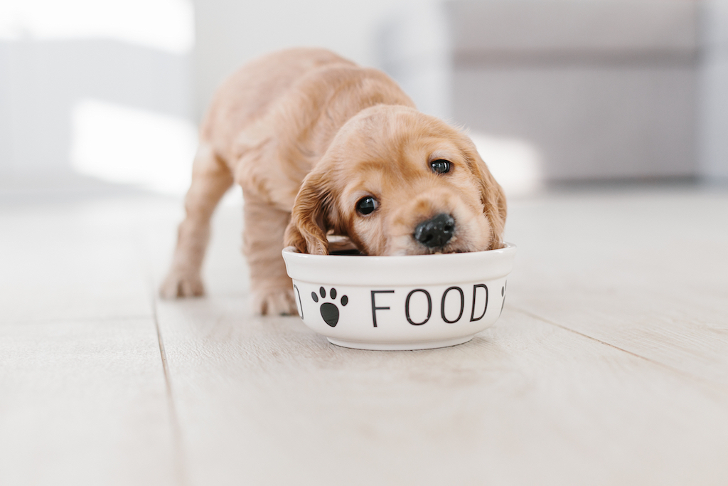 cocker spaniel puppy in food bowl