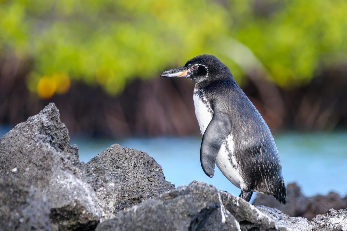 galapagos penguin 