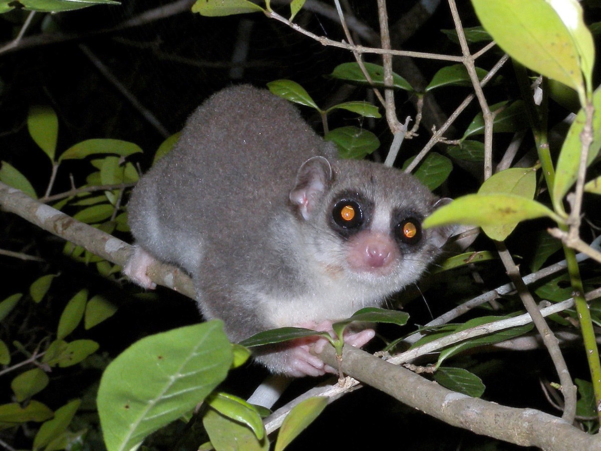 Fat-Tailed Dwarf Lemur {How Do Animals Stay Warm}