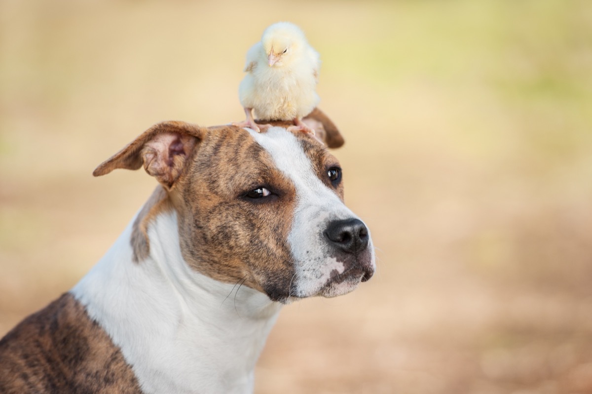 chick sitting on a dog's head