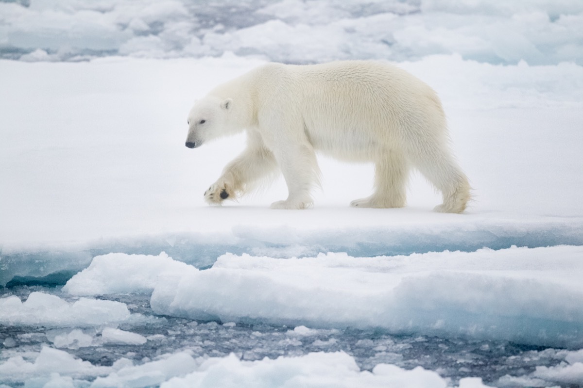 polar bear walking on the snow with his paws