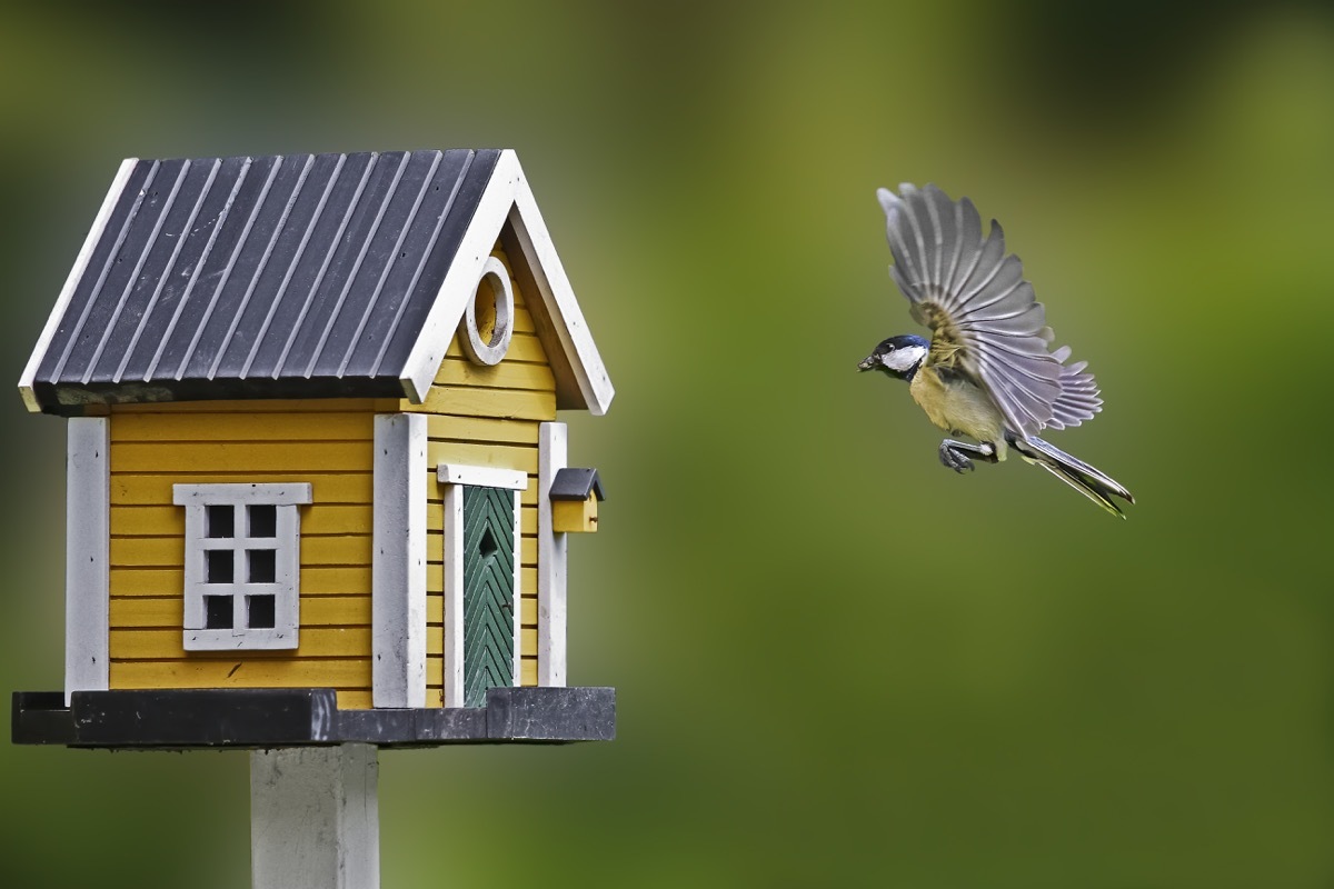 Bird Flying Into a Birdhouse habits linked to a longer life