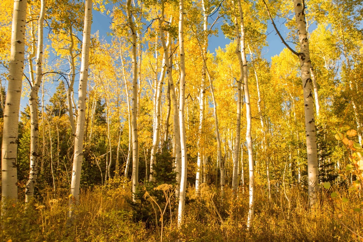 Pando Aspen Grove in Fishlake National Forest, Utah