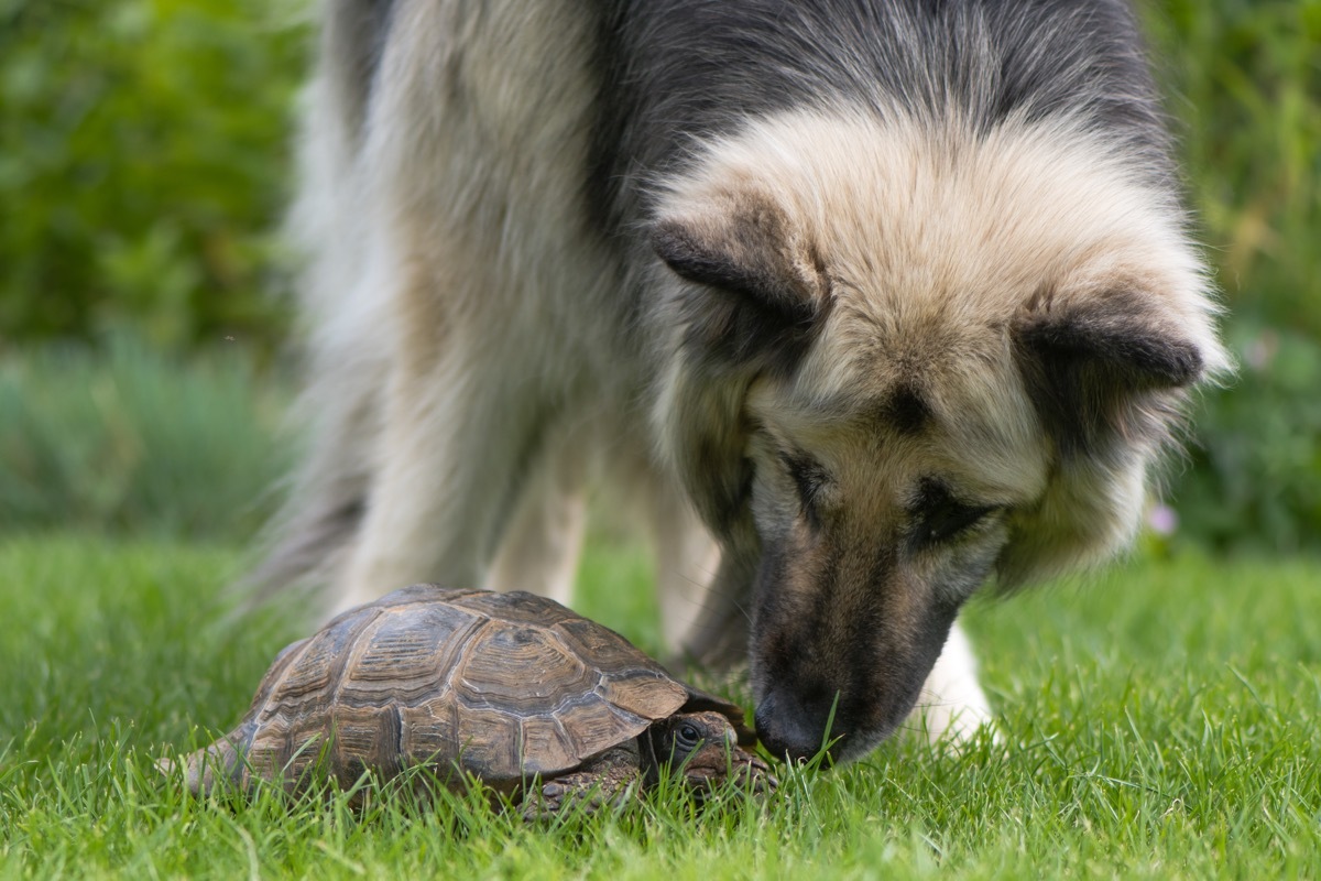 dog and tortoise together in the grass