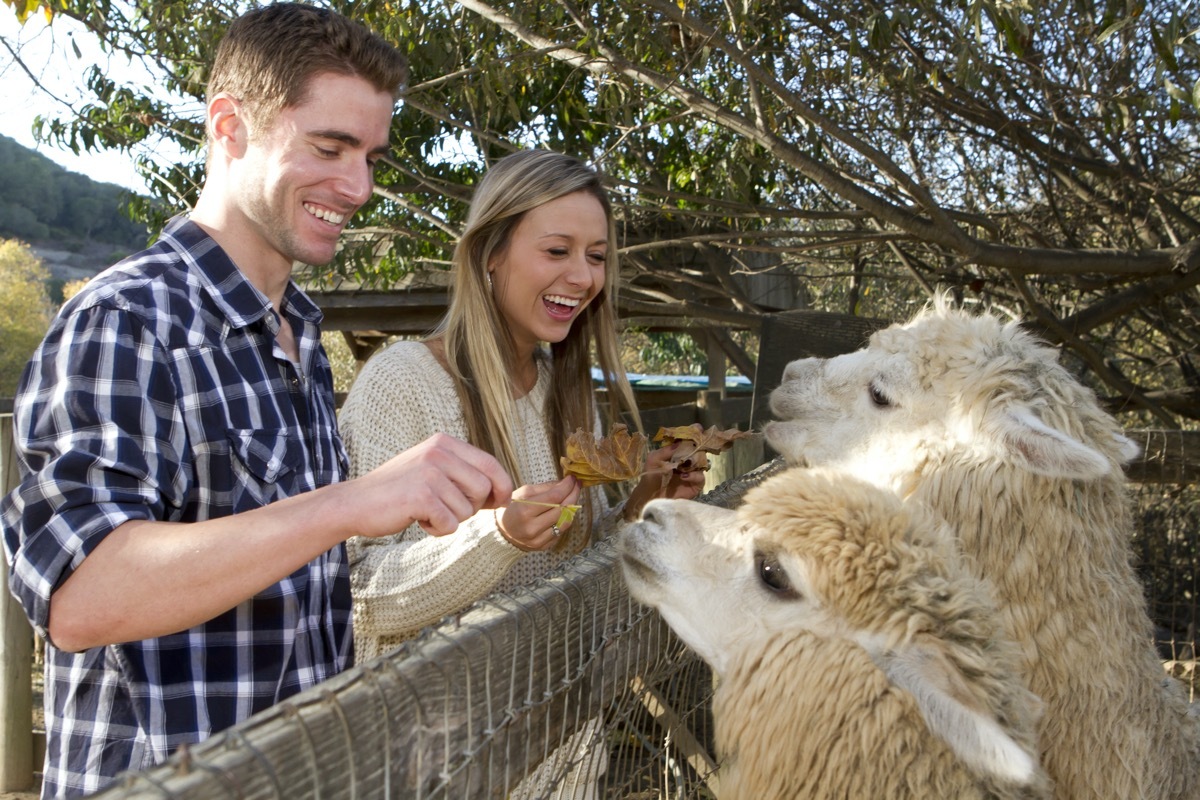 Couple on zoo date