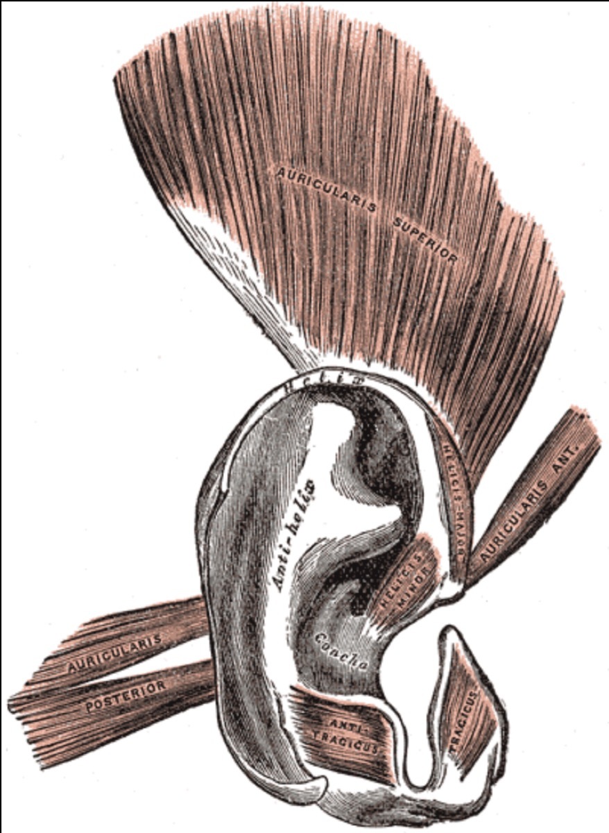 auricular muscles 