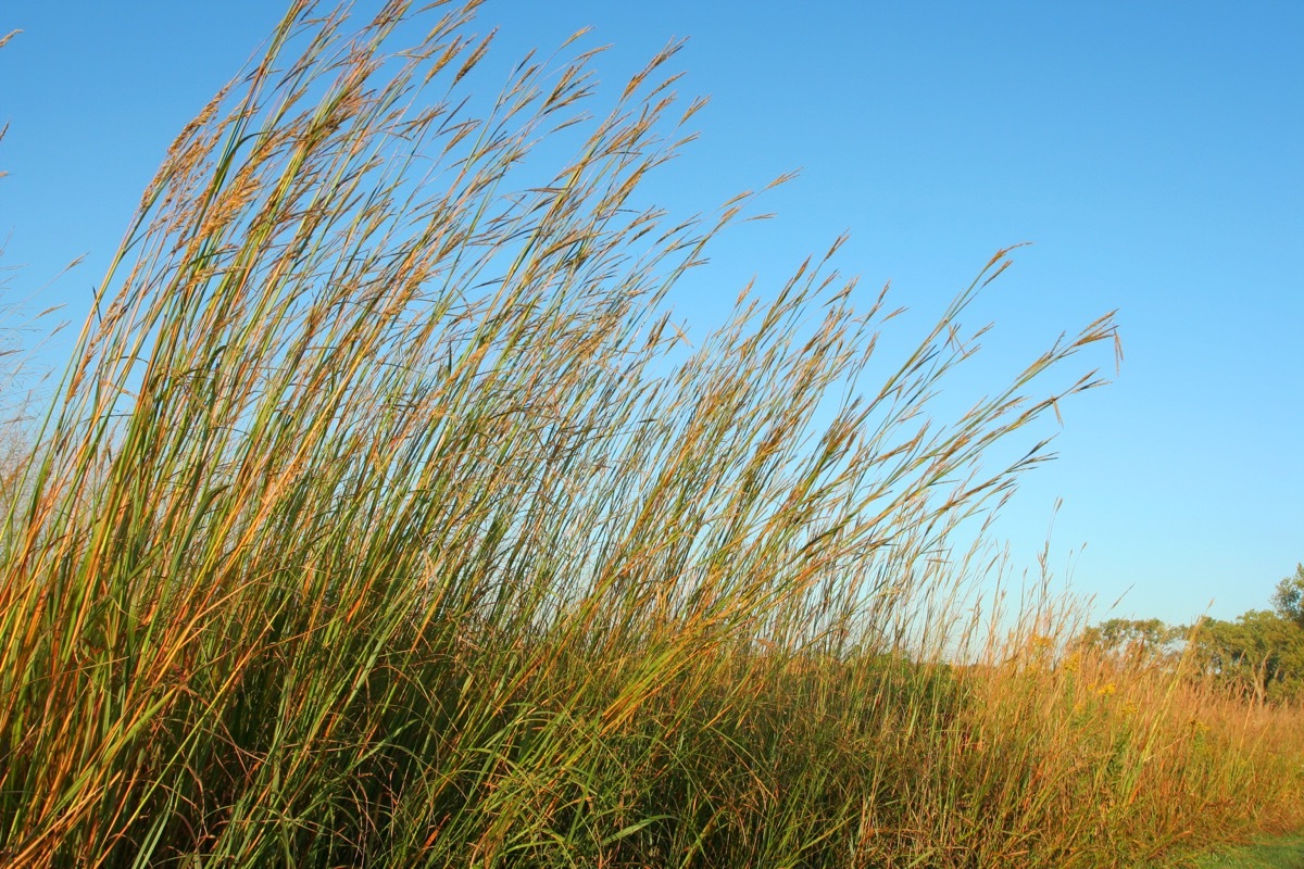 big bluestem grass swaying in the wind