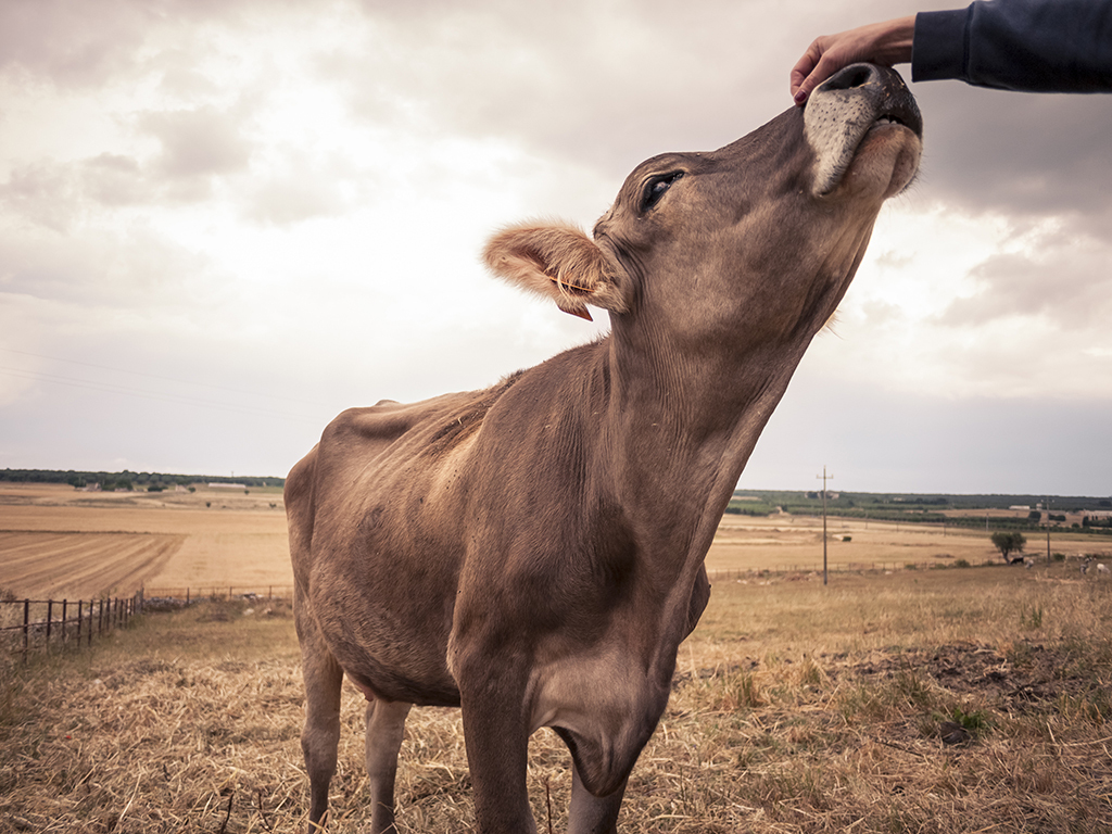 petting cow