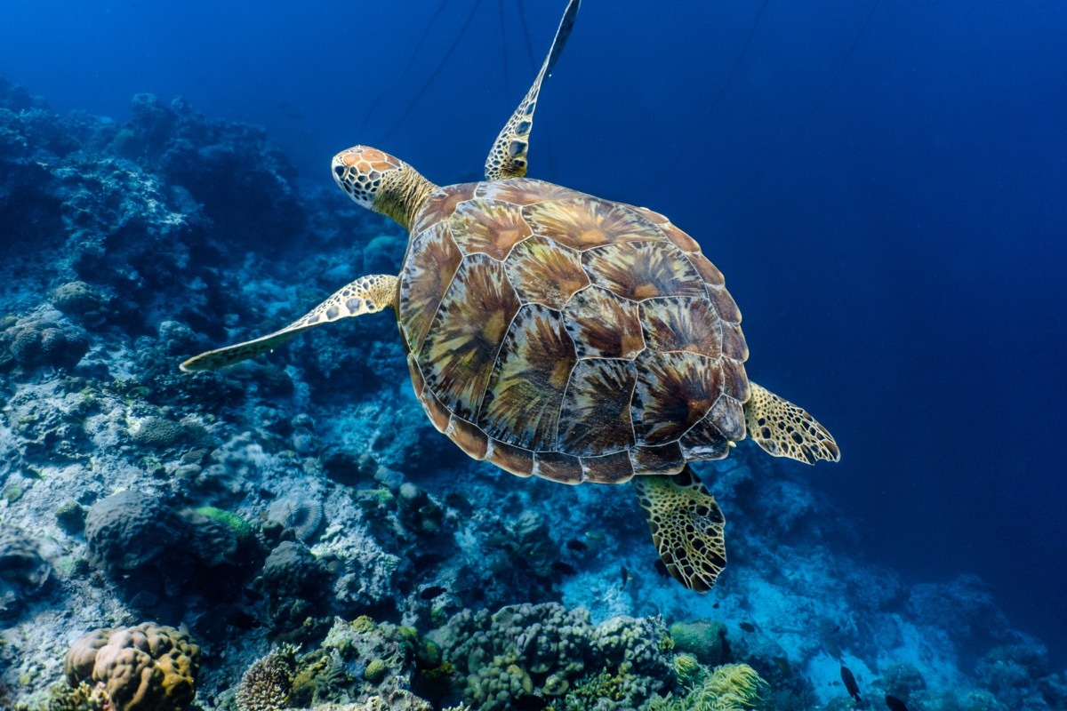 green sea turtle - hurricane facts 