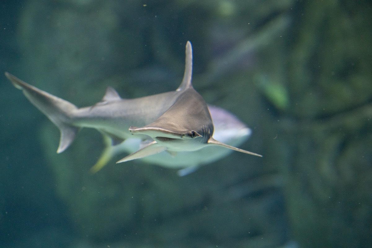 Baby Hammerhead shark in ocean