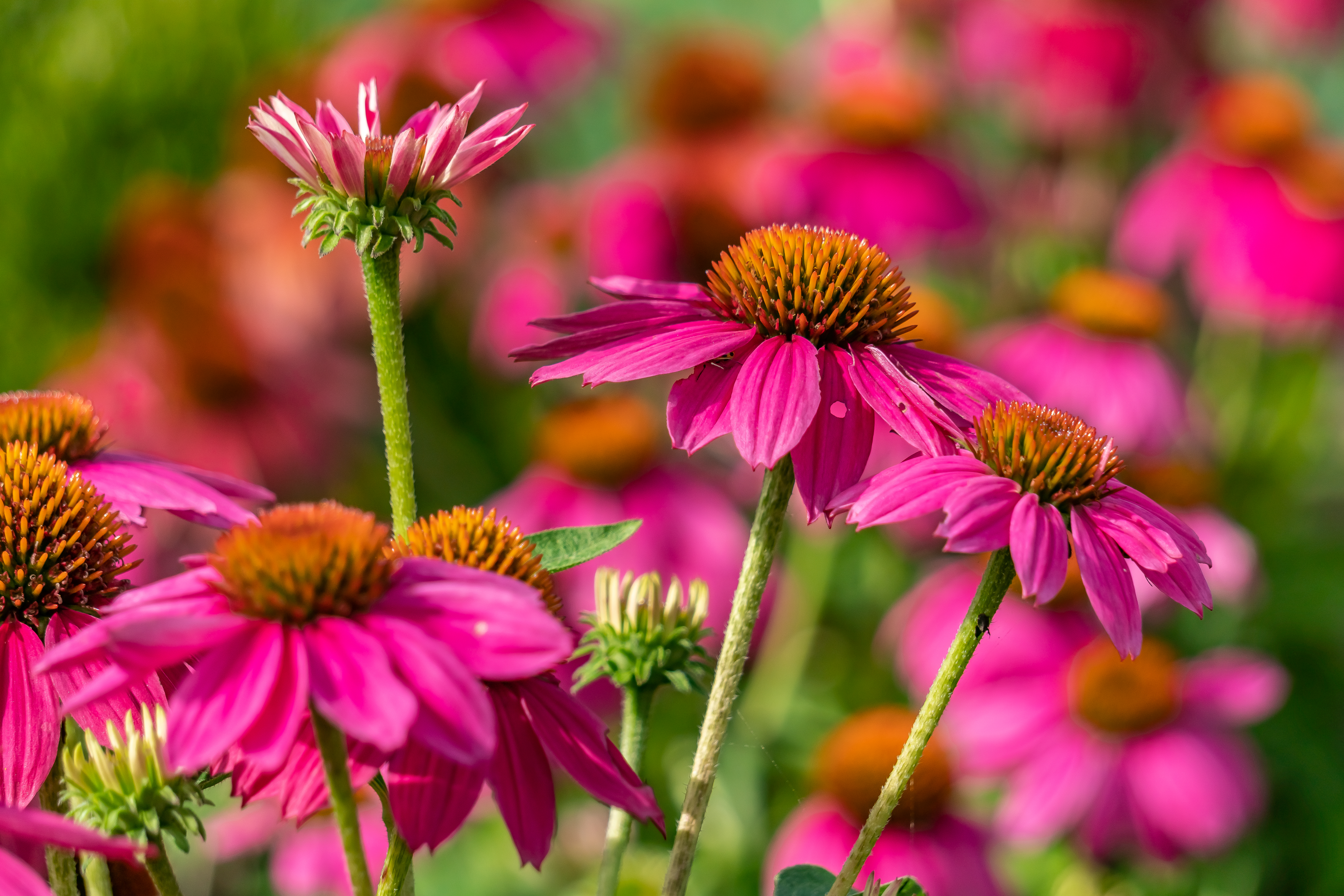 memphis botanic garden