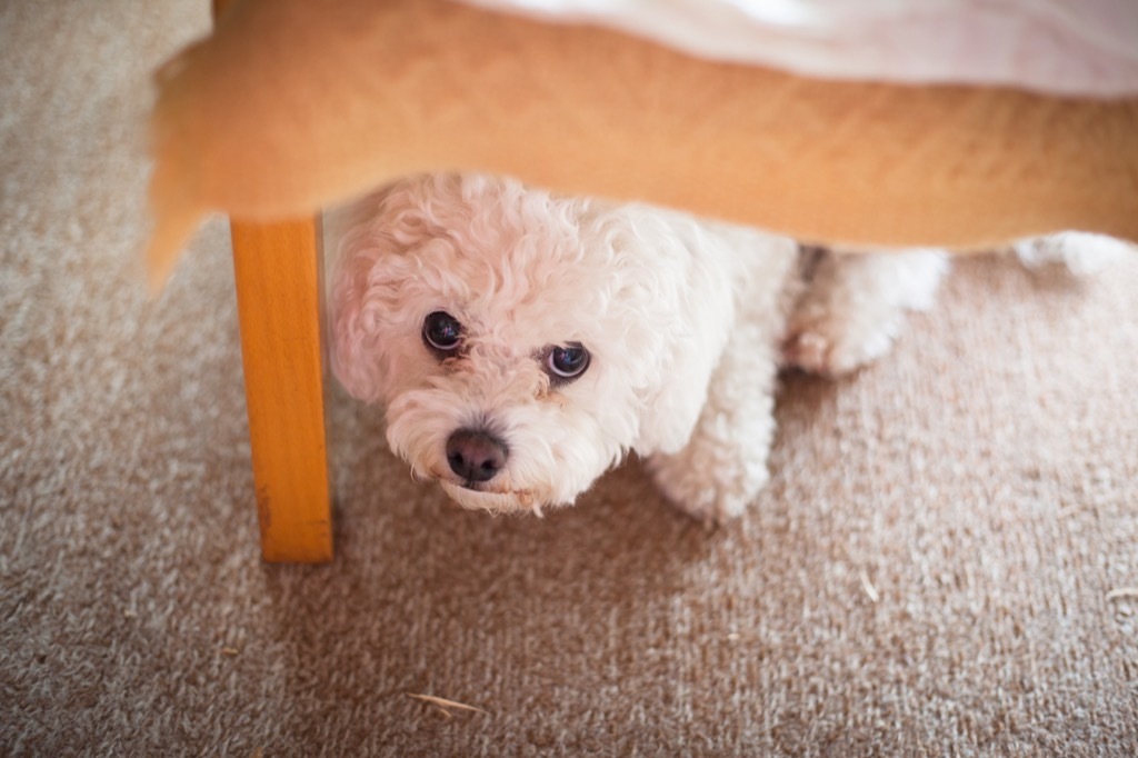 Dog is hiding from its owner under a chair