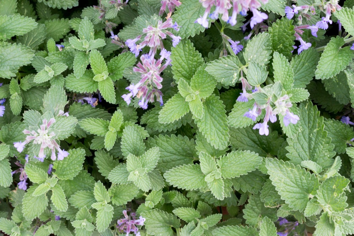 Catnip Plant