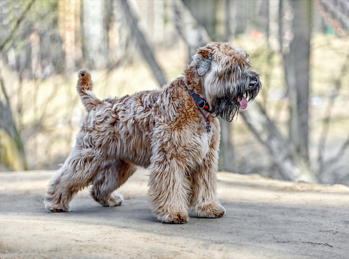 soft coated wheaten terrier dog, top dog breeds